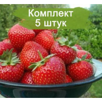 Комплект 5шт  / Клубника Мурано (Ремонтантная/Ранняя)